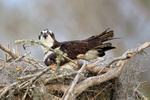 Close view of Osprey sat on nest, Blue Cypress Lake, Florida