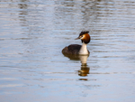 Great Crested Grebe