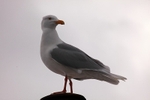Glaucous gull 7233