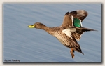 Yellow Billed Duck