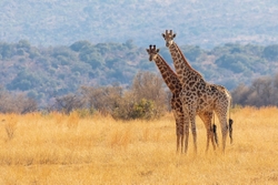 Giraffes