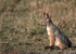 Black-backed Jackal