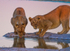 Namibia Lionesses