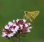 Silver Spotted Skipper
