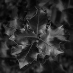Holly Leaves in Black and White Otley