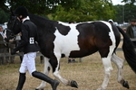 WJ6_8229