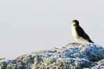 White-throated Caracara portfolio