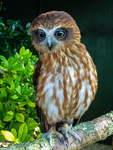 boobook owl Ninox boobook-0668