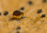 Sminthurinus igniceps
