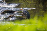 Grey Heron Fishing on River Maine