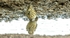 Meadow Pipit