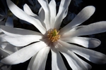 Magnolia stellata