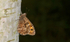 Grayling