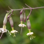Nottingham catchfly (Silene nutans)
