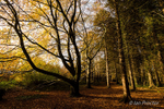 Squirrel Wood