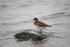 Red-necked Phalarope