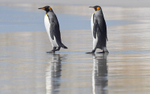 King Penguins