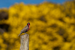 Long Tailed Meadowlark