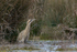 Bittern standing still with reeds behind