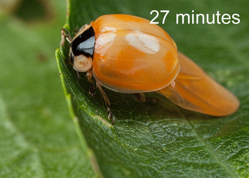 Newly-emerged - spectabilis form. From a timed sequence of images, showing how the ladybird acquires its typical colo…