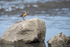 Dowitcher Rock