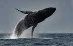 Humpback whale