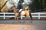 Dressage - CT Class 1 & 2 Intro 1 portfolio