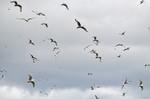 Kittiwakes