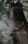 Leaping Tarpon