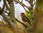 Nightingale