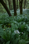 Wild Garlic Wood
