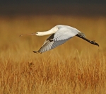 Spoonbill