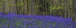 Bluebell Wood