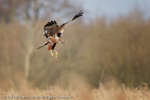 Marsh Harrier (Circus aeruginosus) male with nesting material