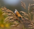 LEIGHTON MOSS, BEARDED TIT REF BT 2