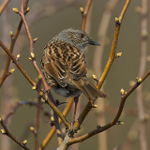 Dunnock portfolio