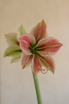 Hippeastrum 'Exotic Star' 3