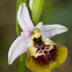 Ophrys lacaitae x Ophrys holoseria ssp gracilis. one of a hybrid swarm in a small woodland area nr San Marco in Lamis