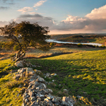 Ballynalack Tree