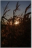 Field corn sunset