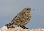 Rock Pipit - Anthus petrosus RPNP0095