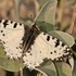Cretan Festoon (Allancastria cretica)