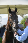 250823-Race 6-Battle Cry-1097