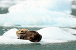 Sea Otter cuddling sleepy kit, Surprise Glacier, Alaska