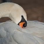 Animals-008