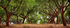 Cork Trees 02
