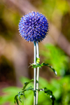 allium-7587