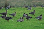 Greater (Greenland) White-fronted Geese