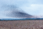 Starling Sturnus vulgaris-6247