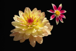 Dahlias